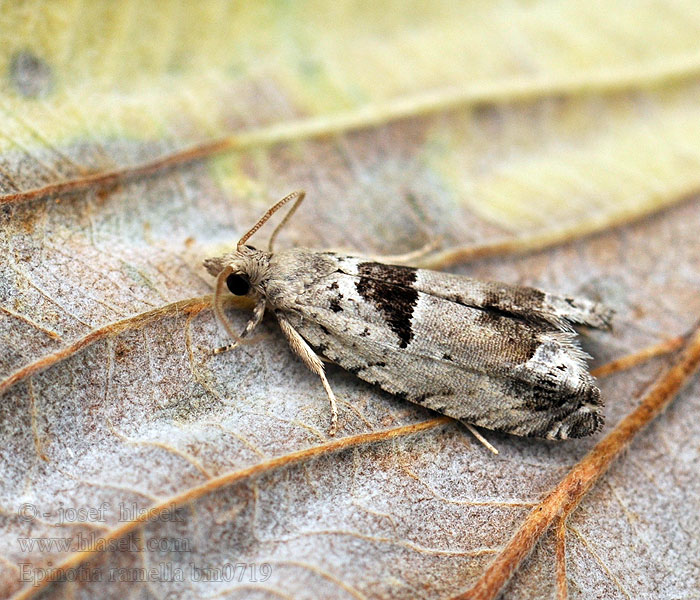 Epinotia ramella Gemarmerde oogbladroller