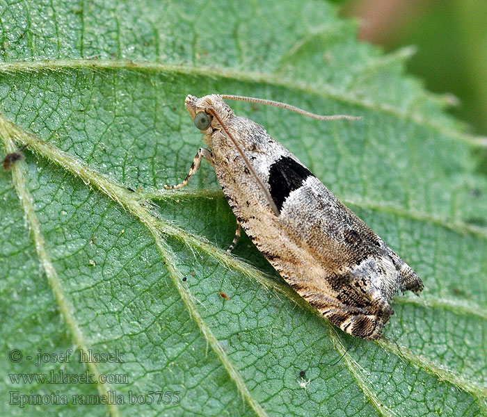 Epinotia ramella Ékfoltos tükrösmoly