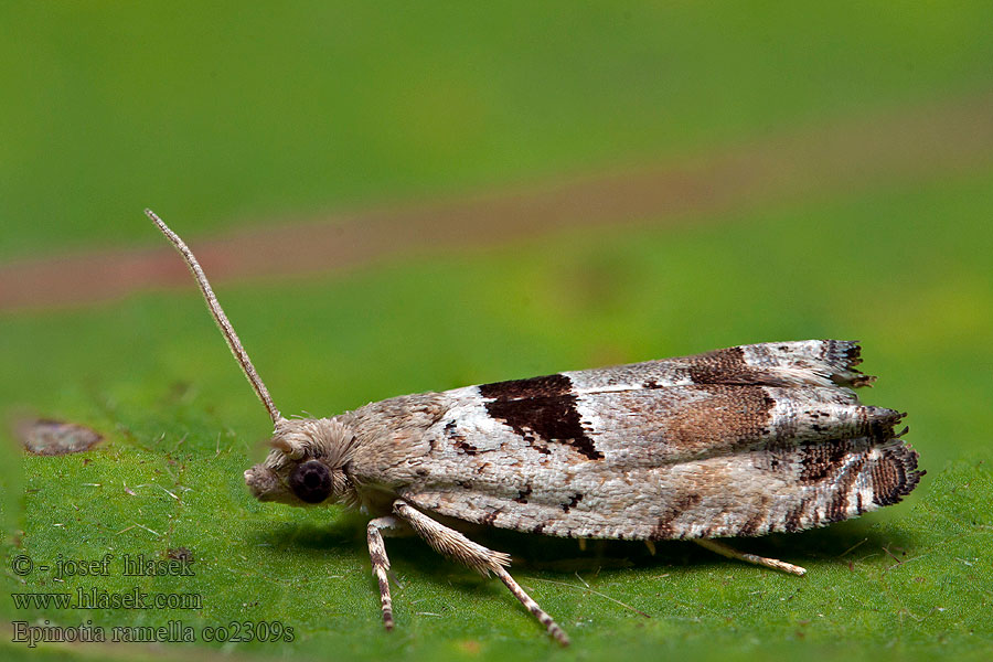 Epinotia ramella