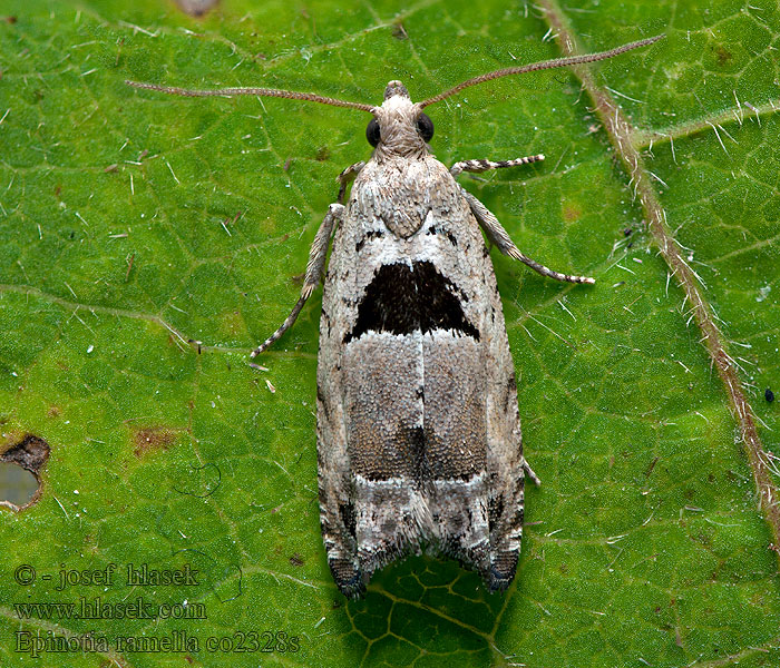 Epinotia ramella