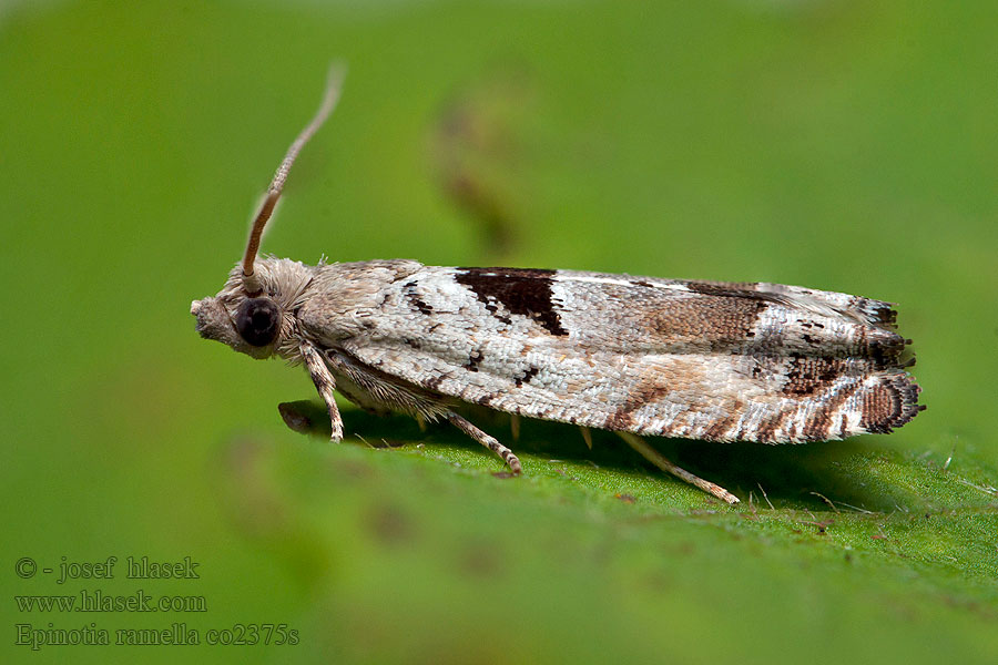 Epinotia ramella