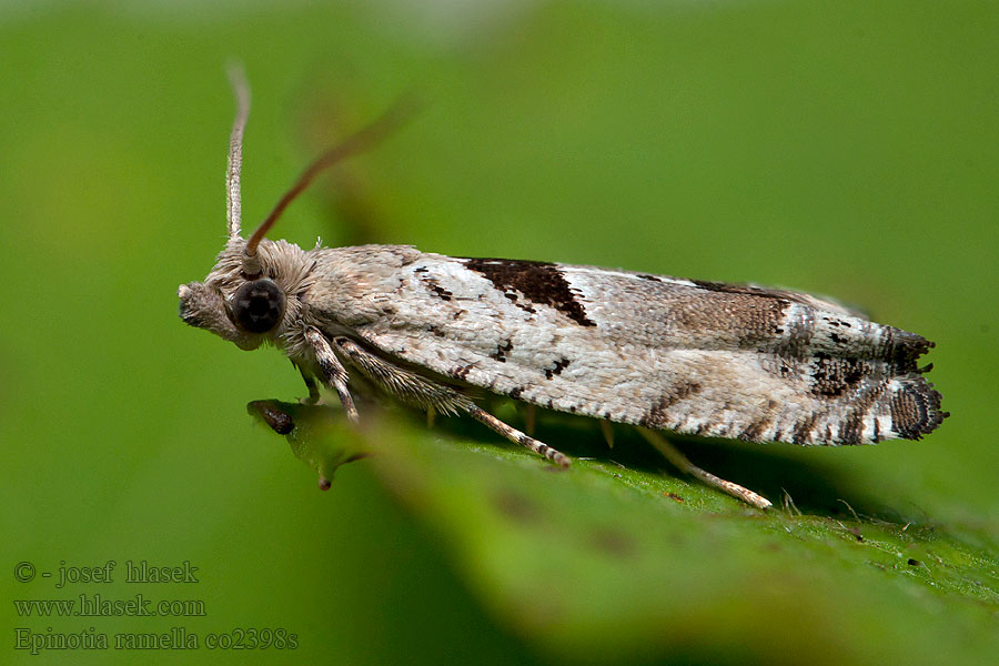 Epinotia ramella