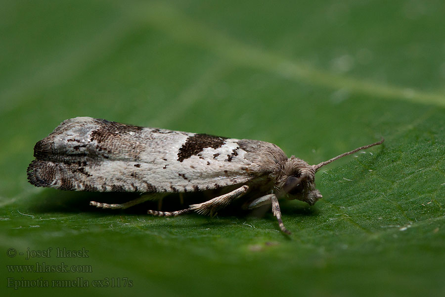 Epinotia ramella