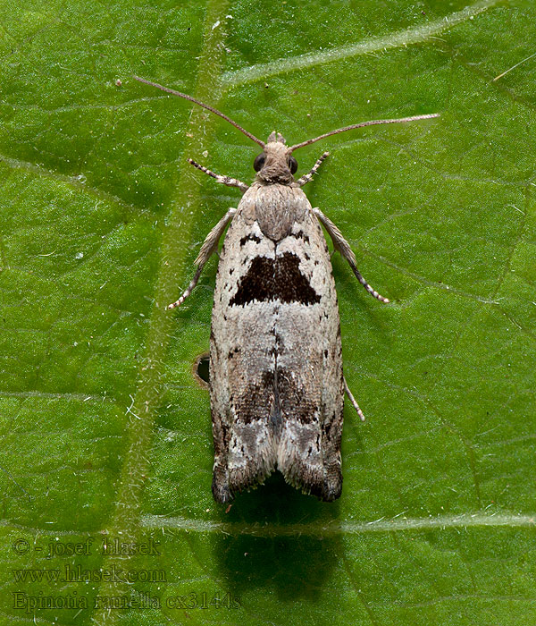 Epinotia ramella