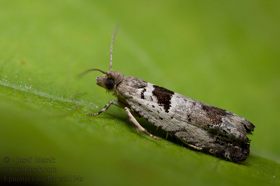 Epinotia ramella