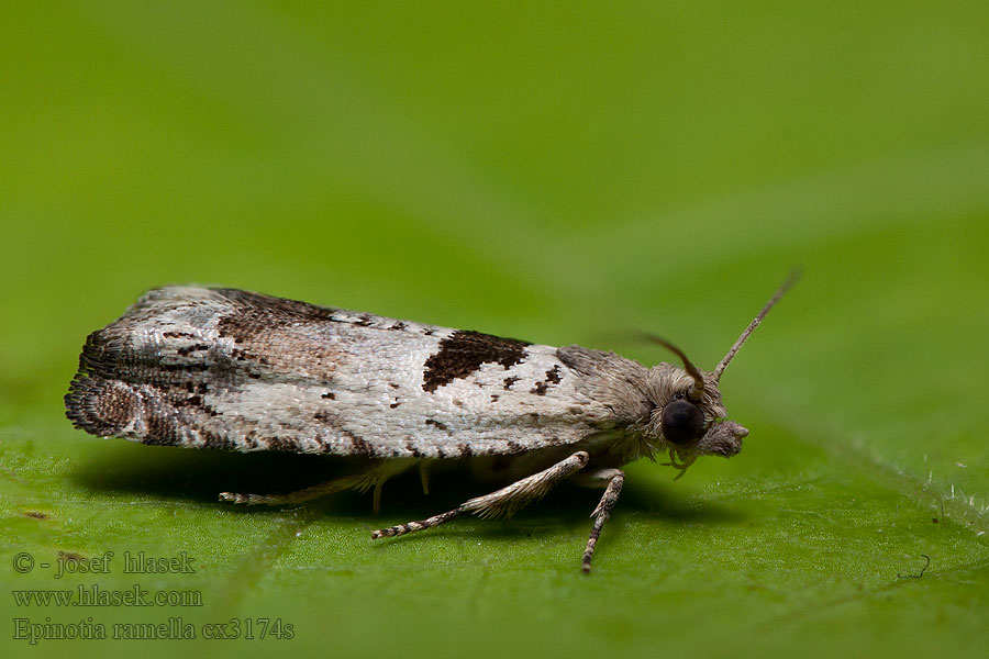 Epinotia ramella