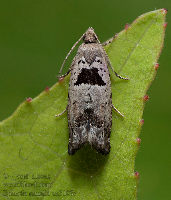 Epinotia ramella