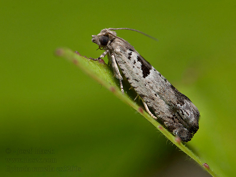 Epinotia ramella