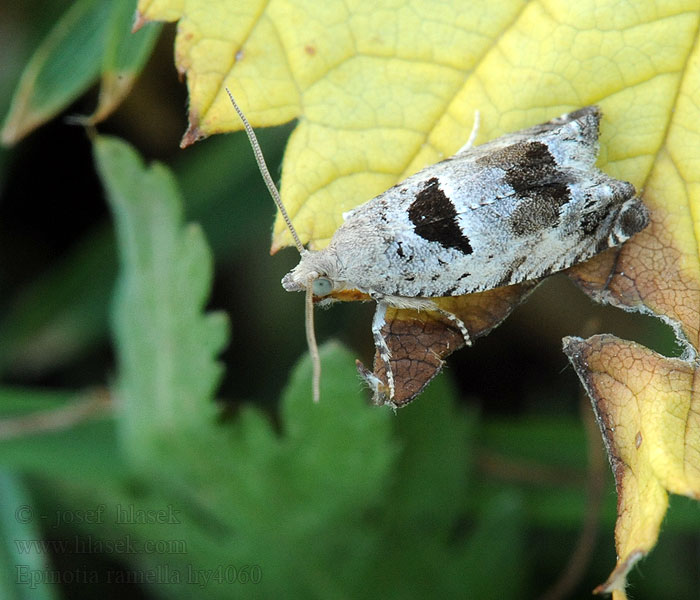 Epinotia ramella Täpläsoukkokääriäinen