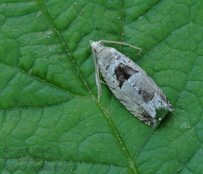 Epinotia ramella Grenrullvecklare