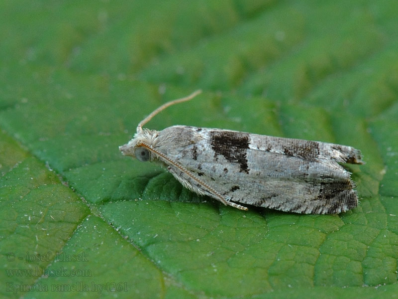 Epinotia ramella Svartflekket kveldvikler