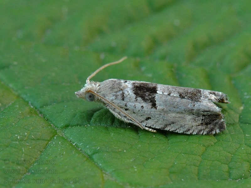 Epinotia ramella Svartflekket kveldvikler