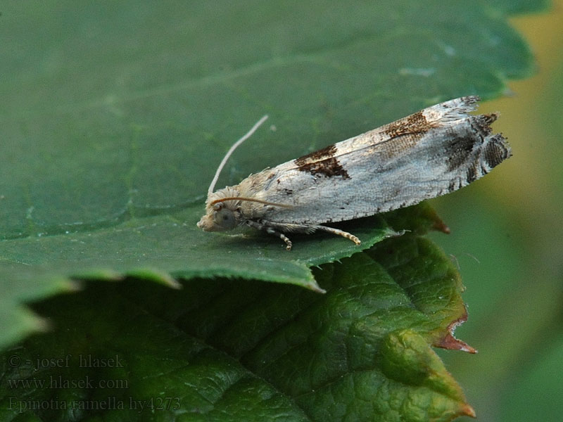 Epinotia ramella Birkerullevikler