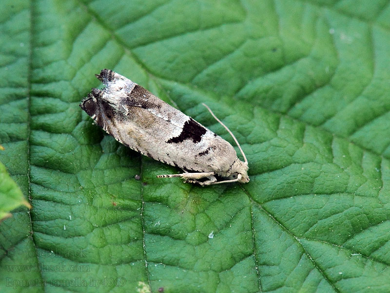 Small Birch Bell Epinotia ramella