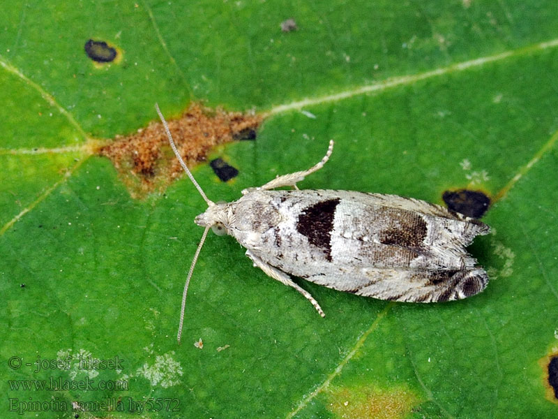 Gemarmerde oogbladroller Epinotia ramella