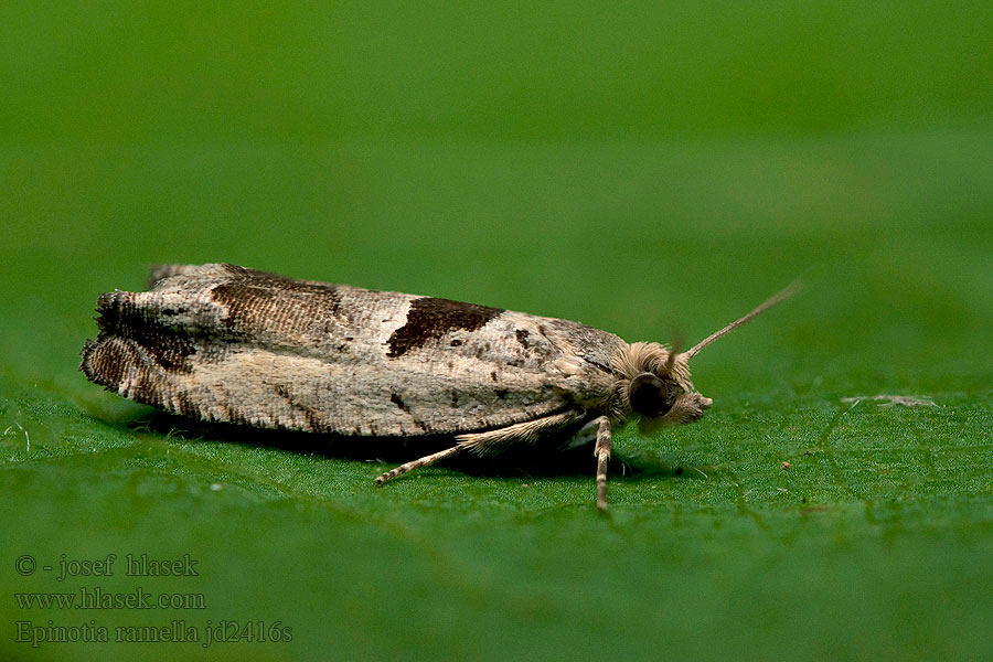 Epinotia ramella