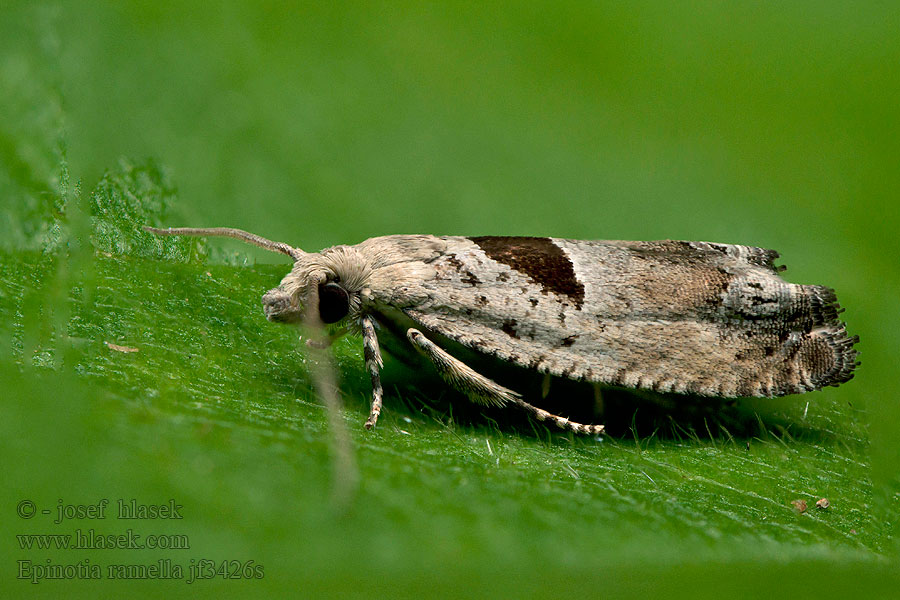 Epinotia ramella