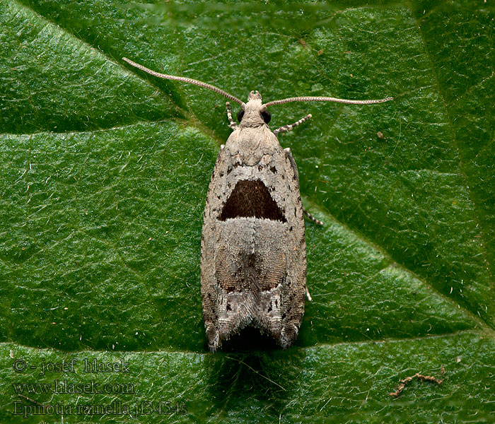 Epinotia ramella