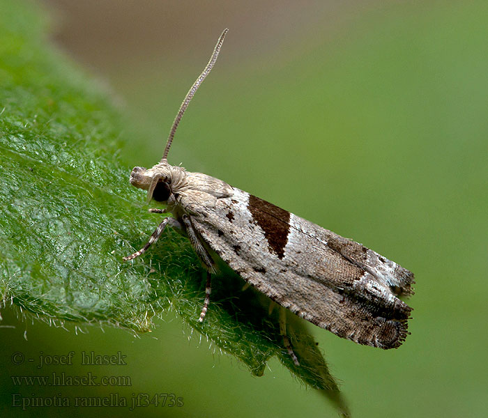 Epinotia ramella