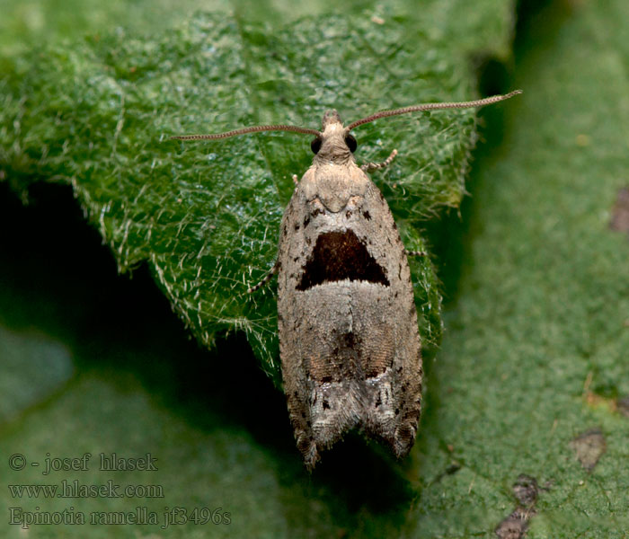 Epinotia ramella