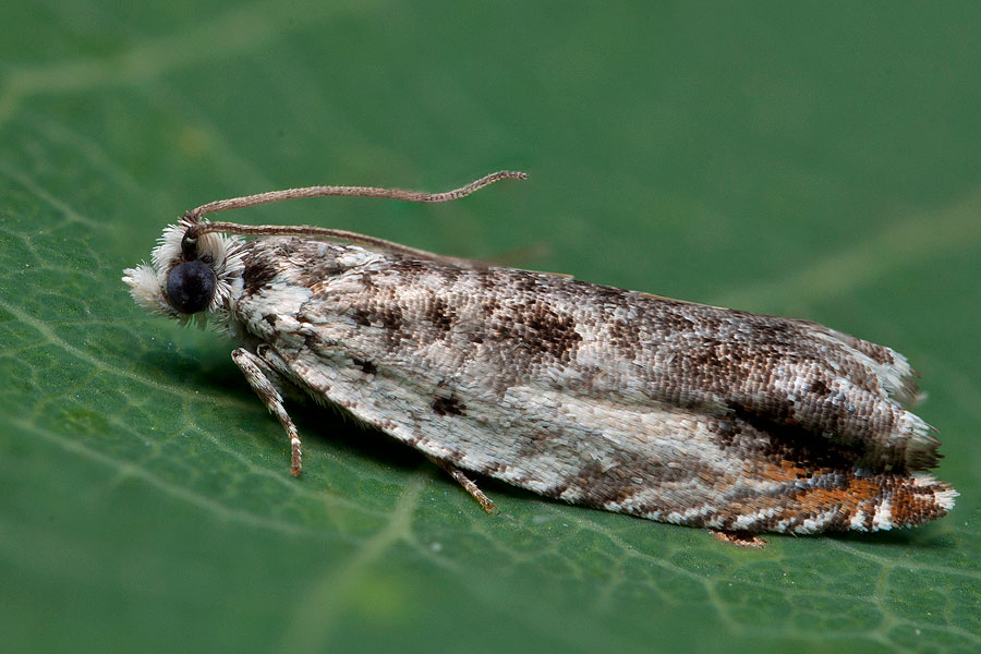 Epinotia subocellana Obaľovač očkatý