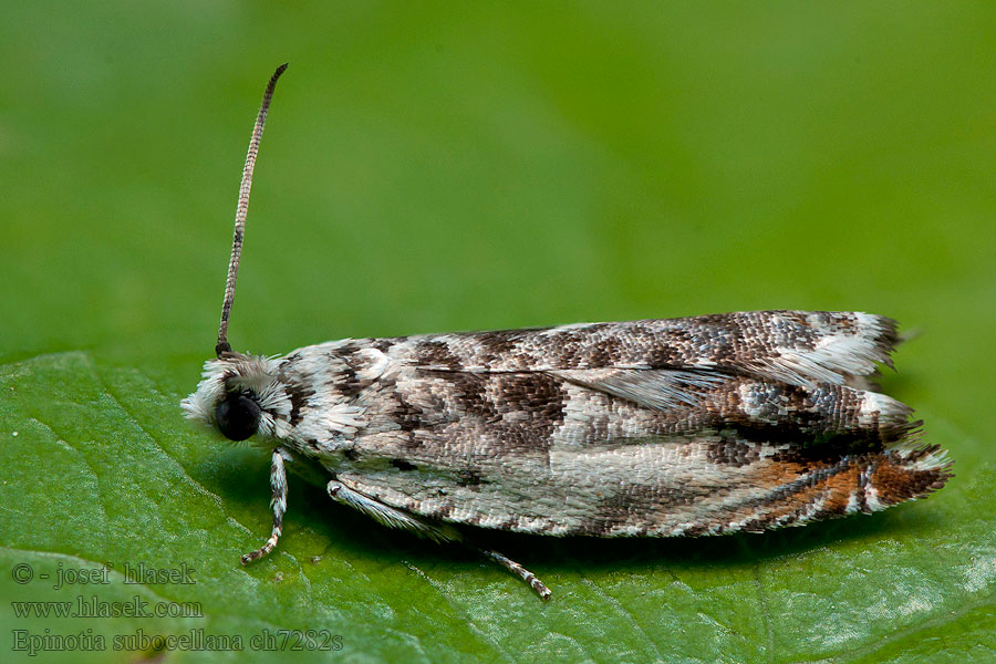 Epinotia subocellana