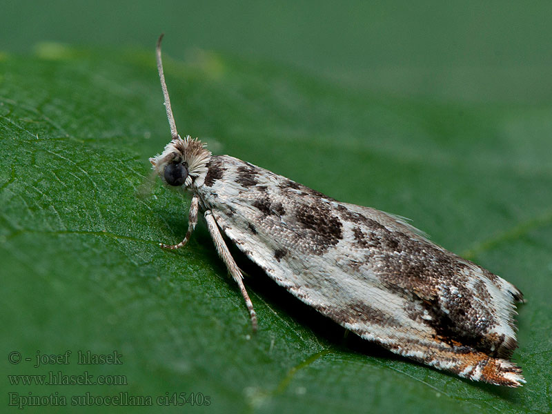 Epinotia subocellana Obaľovač očkatý Wilgenoogbladroller