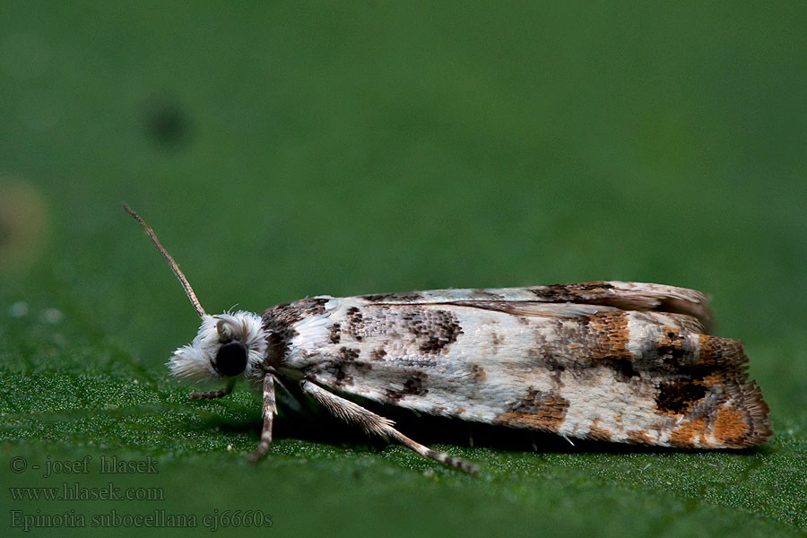 Epinotia subocellana Mindre viderullvecklare