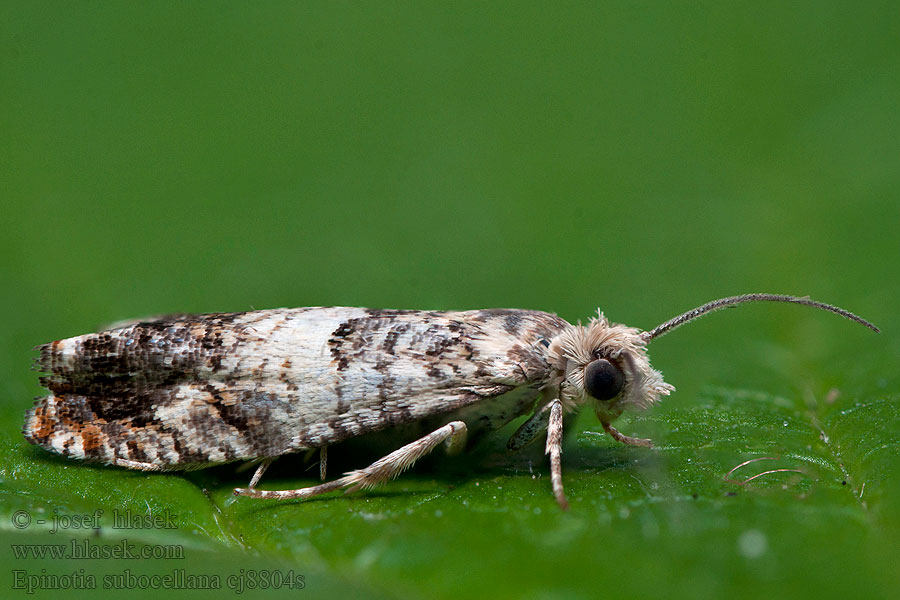 Epinotia subocellana Wilgenoogbladroller