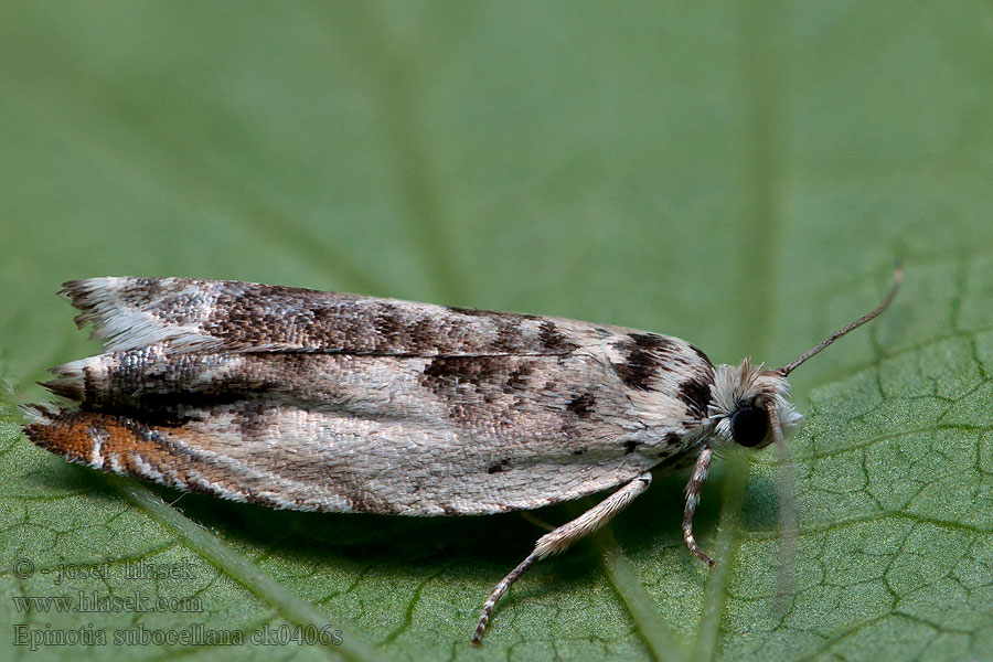 Wilgenoogbladroller Epinotia subocellana