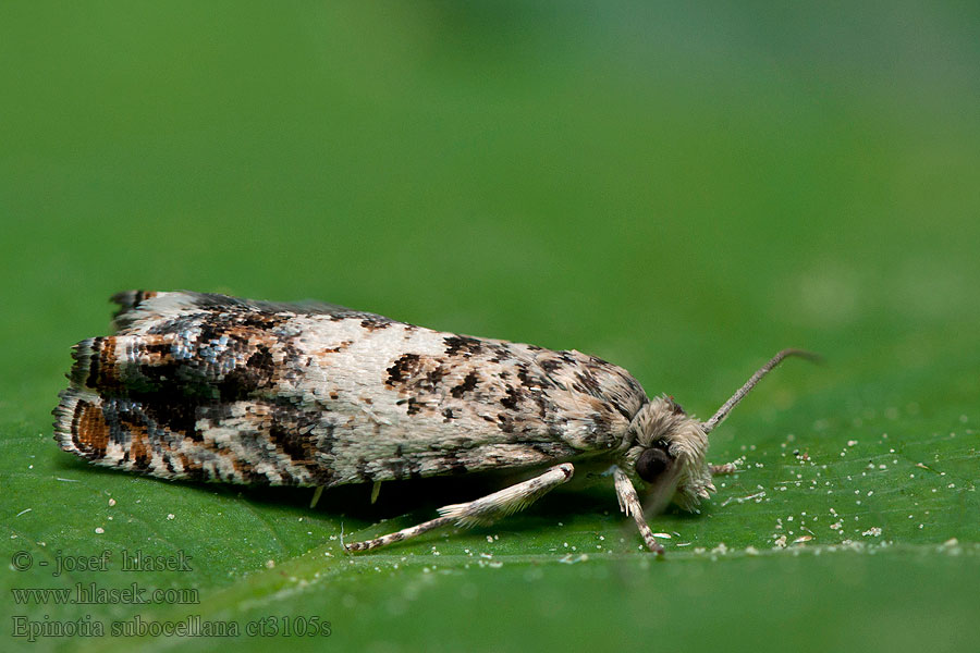 Epinotia subocellana