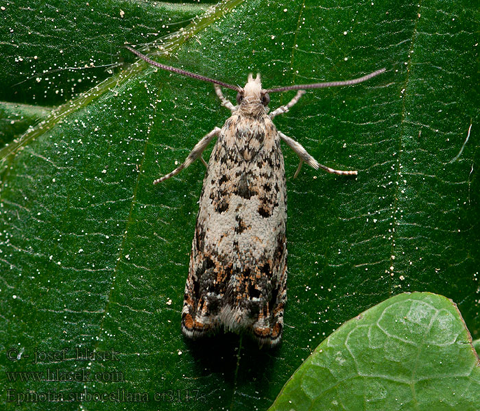 Epinotia subocellana