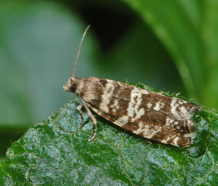 Epinotia tedella Epiblema Obaleč smrkový Fichtennestwickler