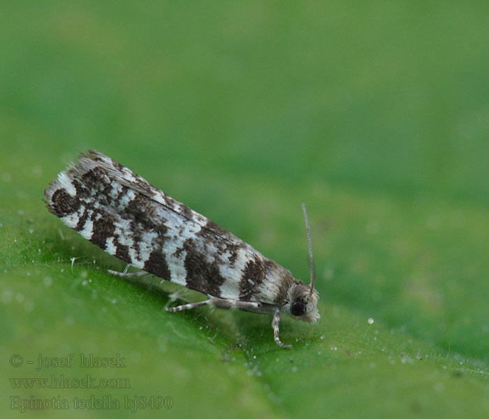 European spruce budmoth Obaľovač smrekový