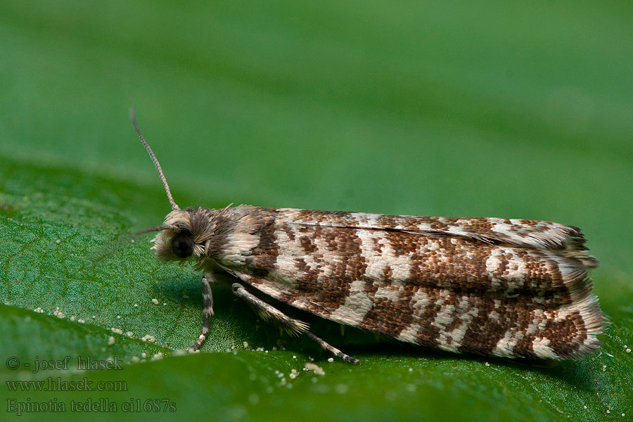 Epinotia tedella