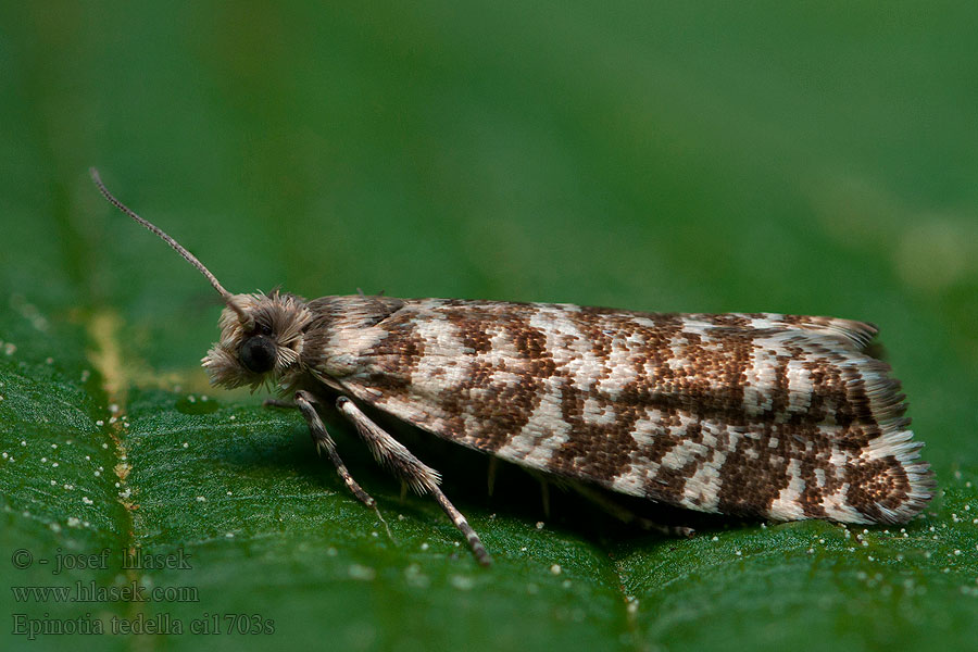 Epinotia tedella