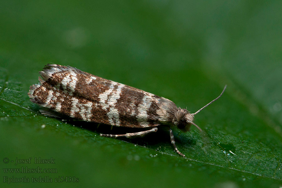 Epinotia tedella