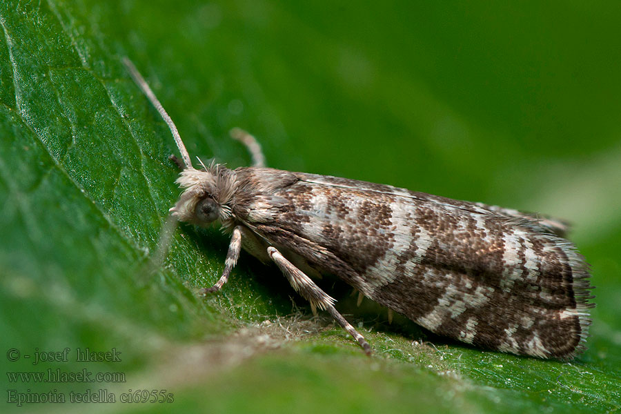 Epinotia tedella