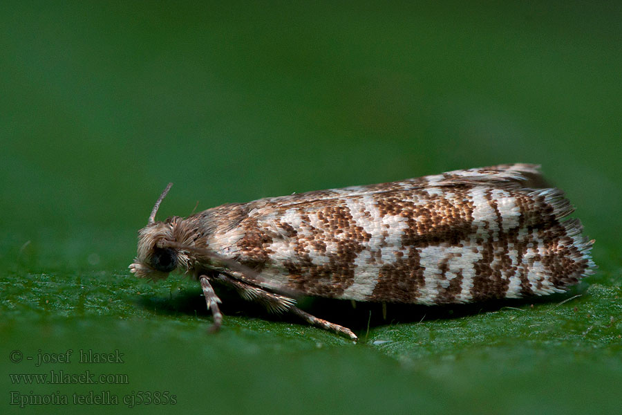 Epinotia tedella