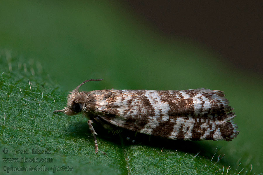 Epinotia tedella