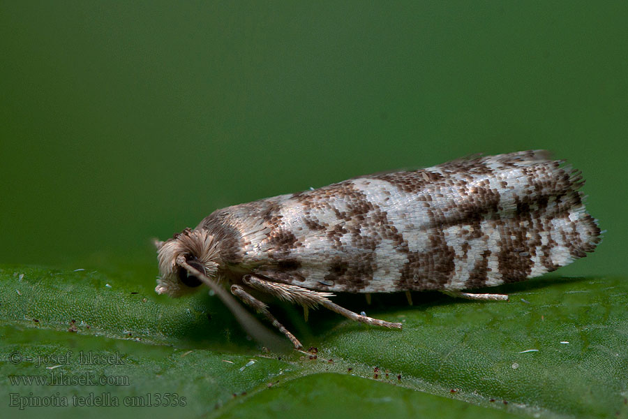 Epinotia tedella