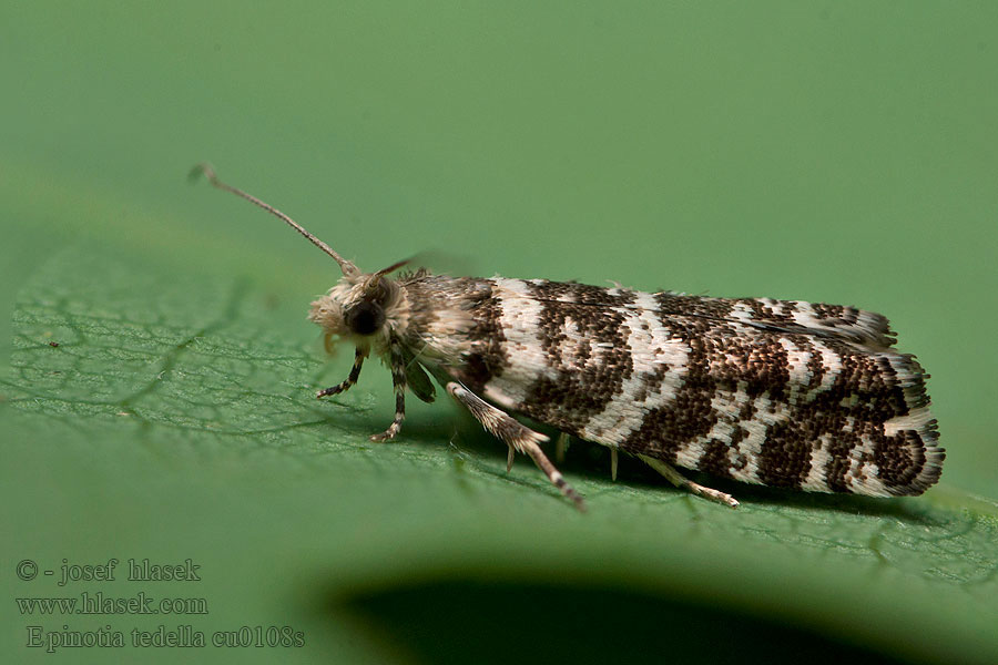 Epinotia tedella