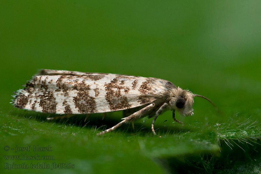 Epinotia tedella