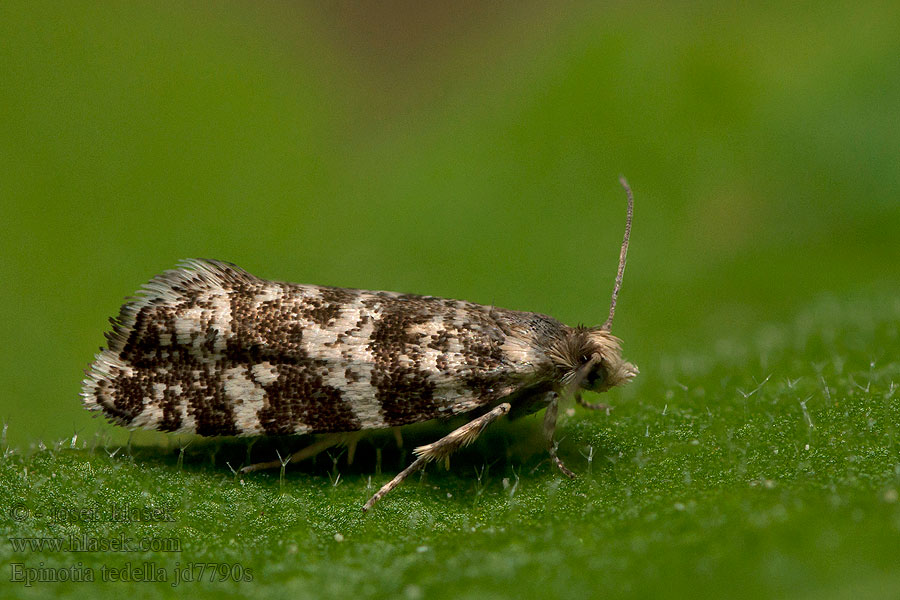 Epinotia tedella