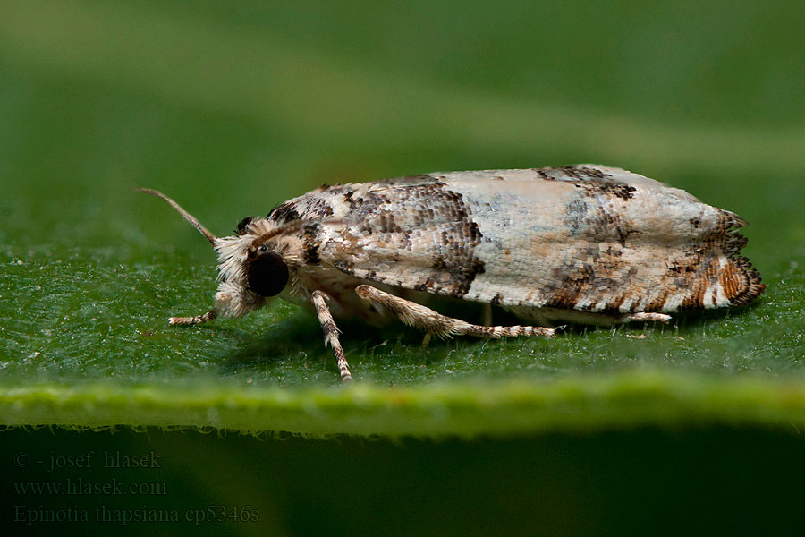 Epinotia thapsiana Gehoekte oogbladroller