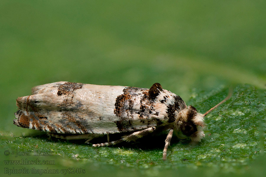 Gehoekte oogbladroller Epinotia thapsiana