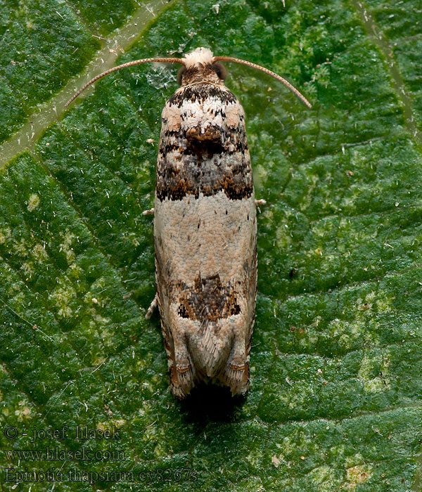 Epinotia thapsiana