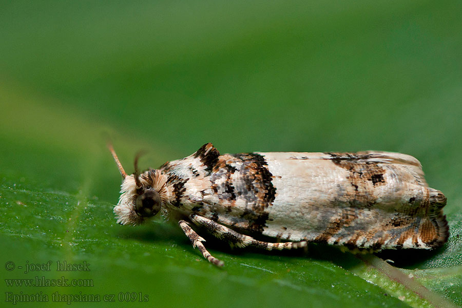 Epinotia thapsiana