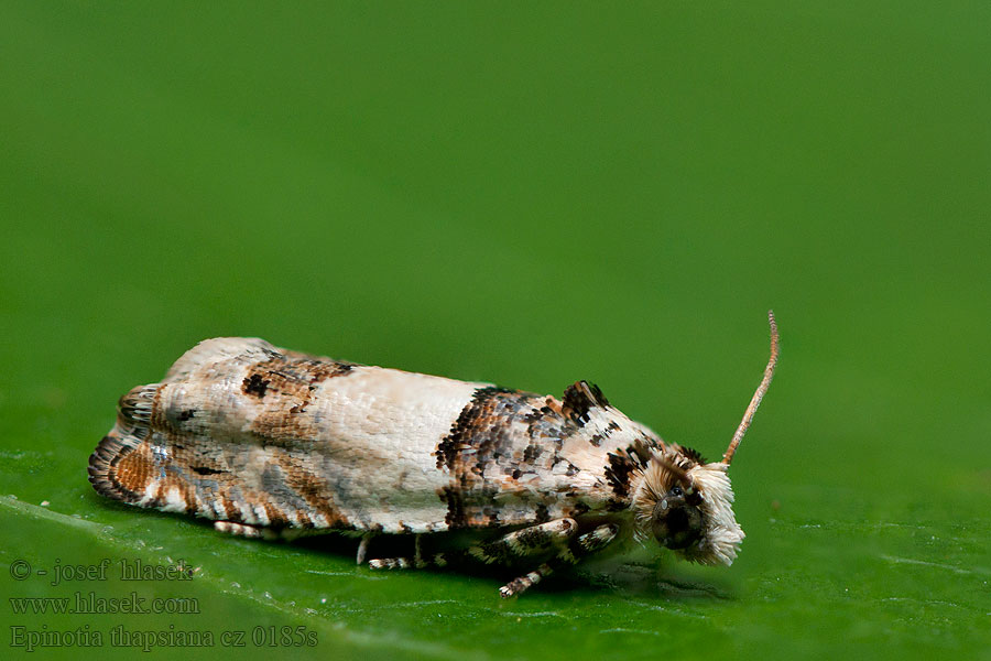 Epinotia thapsiana