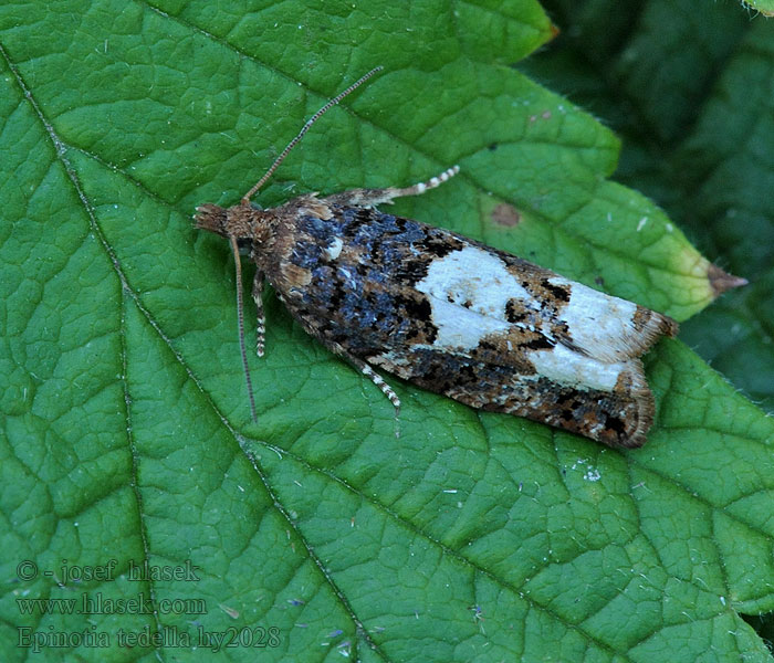 Epinotia trigonella Birch Epinotia Moth Tweevlekoogbladroller